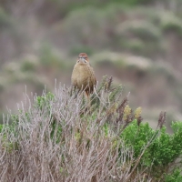 Cape Grassbird in Quoin Point area 27 Jul 19
